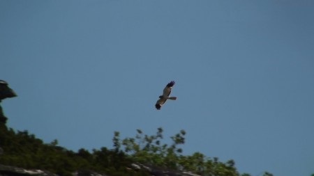 Tartaranhão azulado (Circus cyaneus) por Paulo Belo