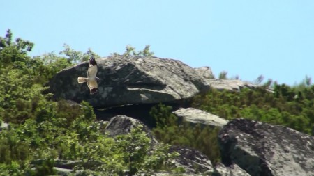 Tartaranhão azulado (Circus cyaneus) por Paulo Belo