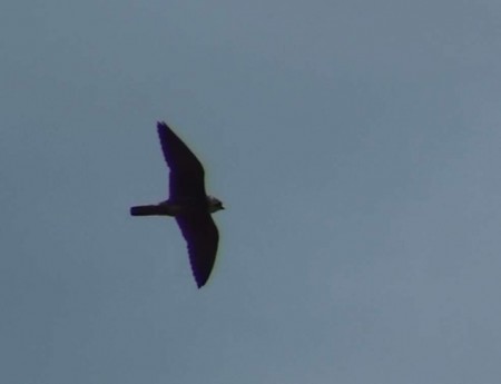 Ógea (Falco subbuteo) por Paulo Belo