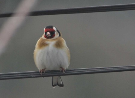 Pintassilgo (Carduelis carduelis) por António Varejão