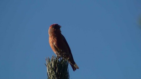 Cruza-bico (Loxia curvirostra) por Paulo Belo